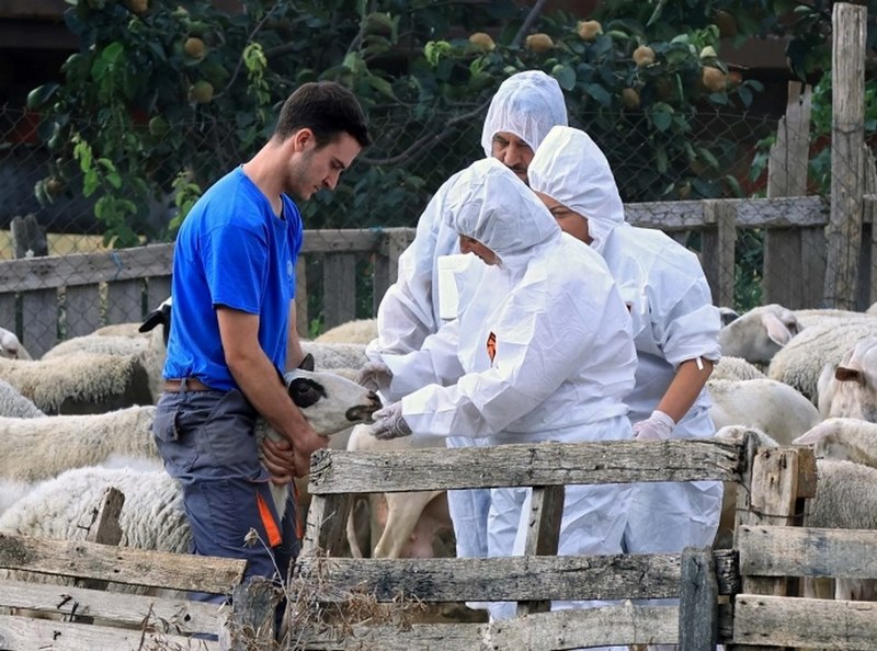 Τιμές στους κτηνιάτρους που επιστρατεύτηκαν για την πανώλη των μηρυκαστικών