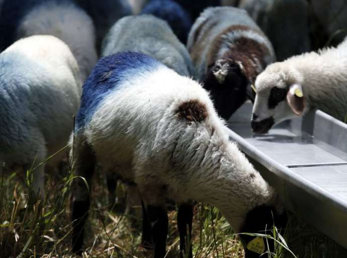 ΠΑΝΩΛΗ | Εκτός οι ΠΕ της Θεσσαλίας και από νέες ελαφρύνσεις στα μέτρα για μετακινήσεις ζώντων ζώων 