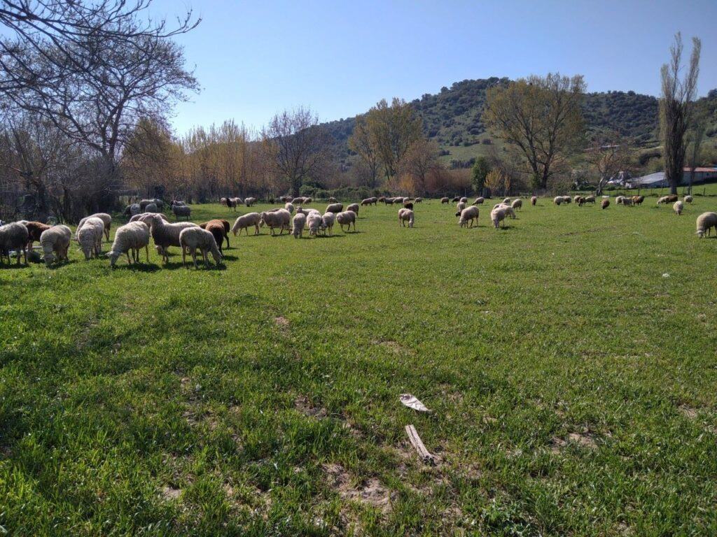 PROVATA