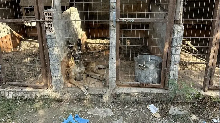 13 μαλινουά και 5 κυνηγόσκυλα!!! Σε κακοποιητικές συνθήκες τα σκυλιά του 47χρονου στα Πλατανούλια (VIDEO &amp; ΦΩΤΟ)