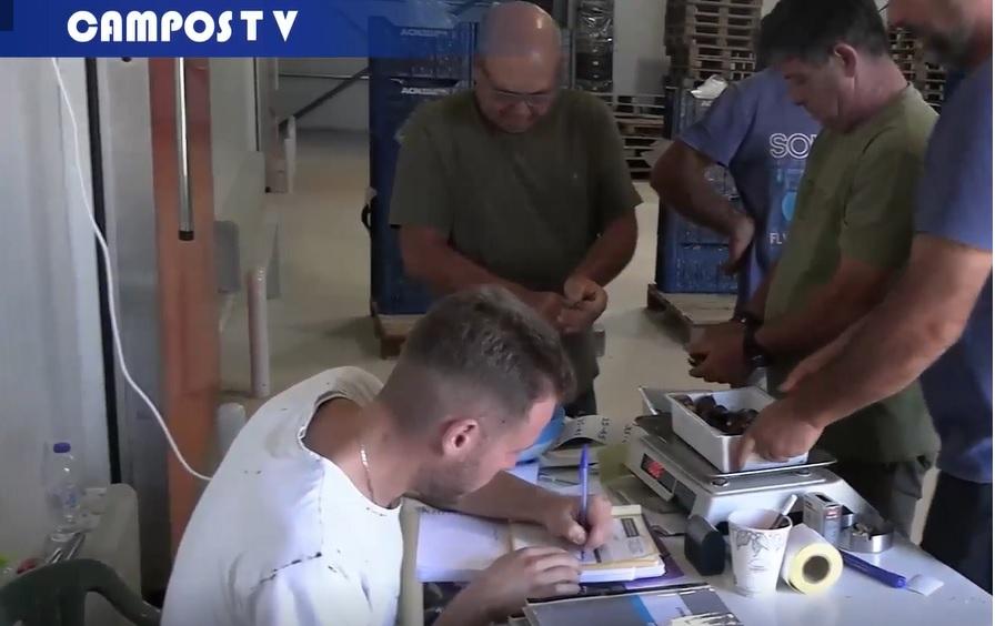 Το κάστανο... καμάρι της Μελιβοίας!!! Αυτοψία με την κάμερα του CamposNews (VIDEO)
