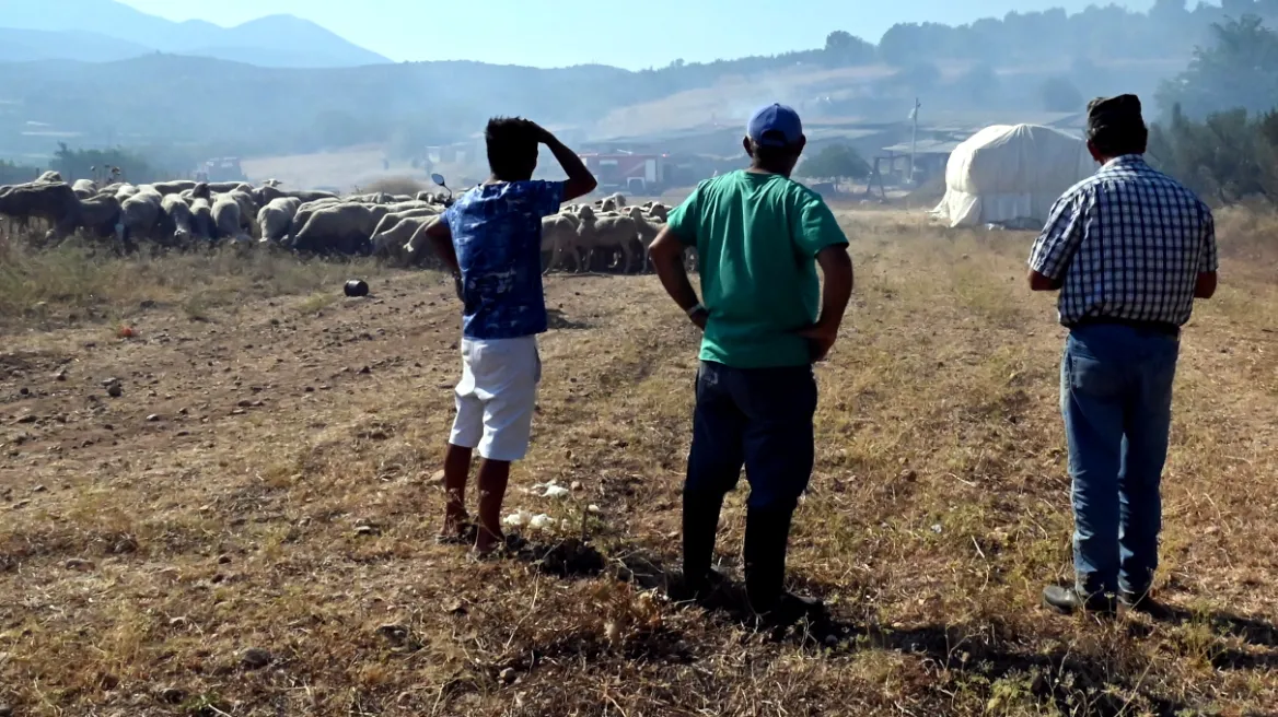 ΥΠΑΑΤ | Τα μέτρα για την ευλογιά έως 22/11 - Τι προβλέπεται για την Θεσσαλία