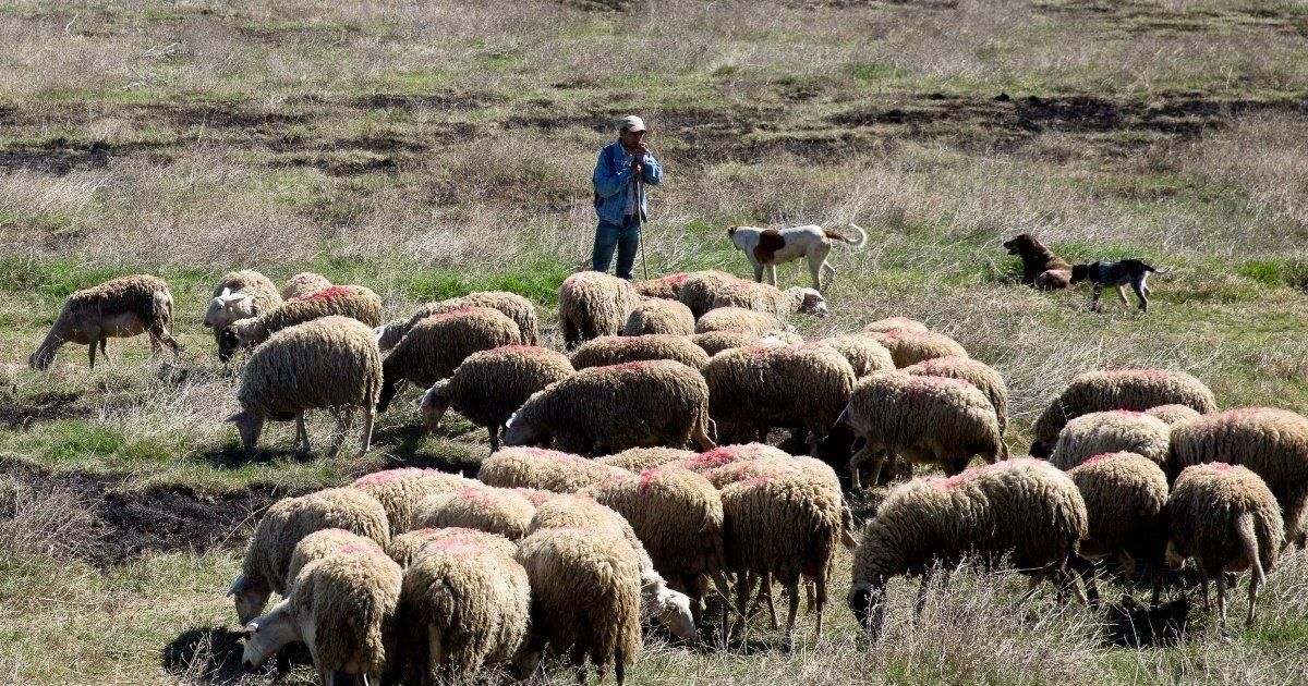 Καταγγελίες στην Εξεταστική Επιτροπή για τον ΟΠΕΚΕΠΕ