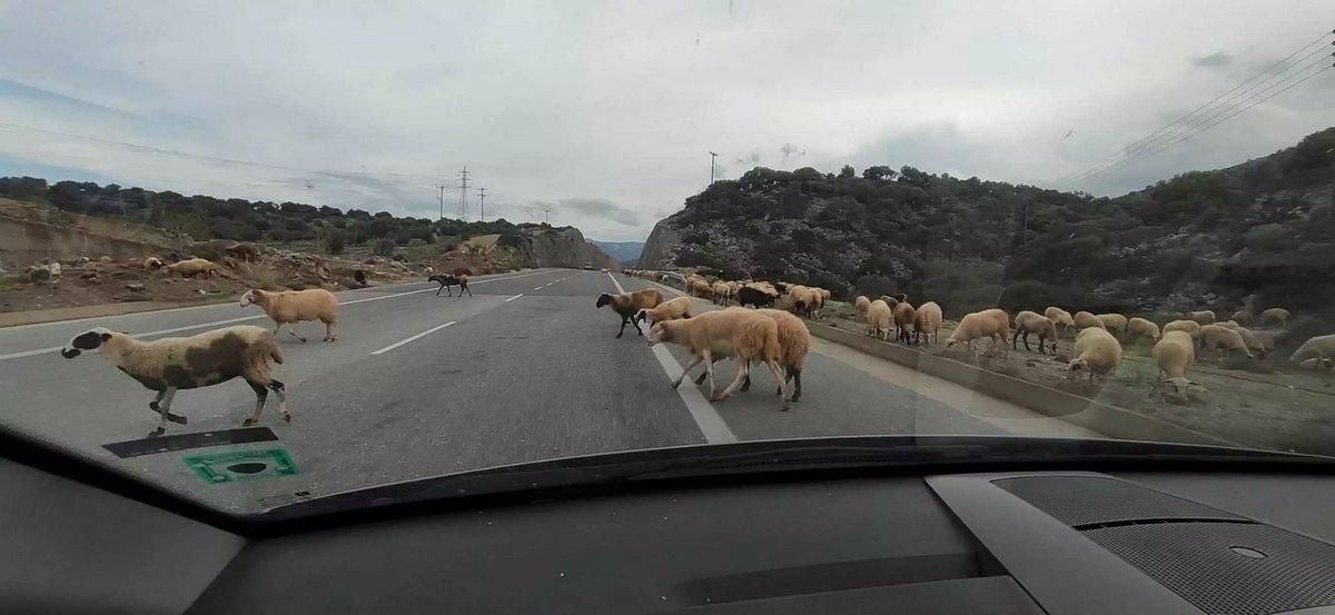 Τυρναβίτης έβγαλε παράνομα τα πρόβατα για βοσκή και προκάλεσε τροχαίο!
