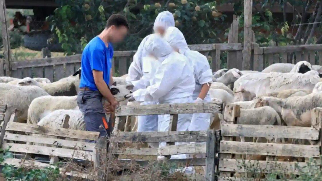 Ξεκίνησαν συλλήψεις για παραβίαση των μέτρων βιοασφάλειας για την ευλογιά