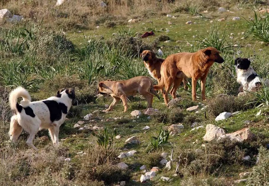 Νεκρά αδέσποτα στη Χαρά Λάρισας μετά από ρίψη δηλητηριασμένου ψωμιού