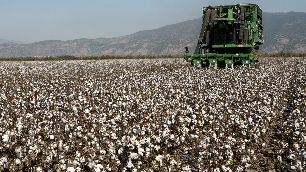 Έως και 20% λιγότερες οι καλλιέργειες βαμβακιού στη Θεσσαλία λόγω κόστους και χαμηλών τιμών