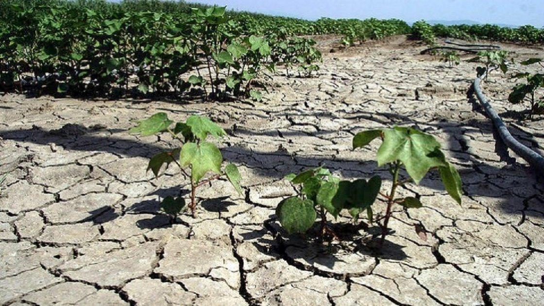 Η λειψυδρία και καύσωνας καίνε καλλιέργειες στη Θεσσαλία 