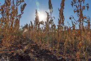 DSC08349_original